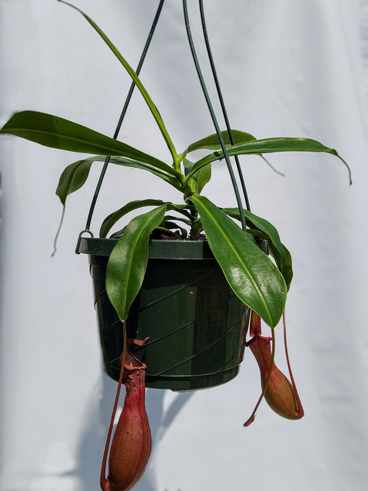 Nepenthes "pitcher plant"